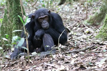 Chimpanzee, (Pan troglodytes), Kibale National Park - Uganda, Africa 