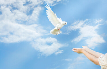 A white dove arrives, flies into the arms of a girl in the blue sky. there are light clouds and rays of the sun in the sky