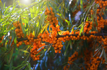 Wall Mural - sea buckthorn branch with bright ripe berries illuminated by sunlight