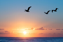 Pelicans Flying Over The Ocean Early In The Morning. Sunrise In Orange.