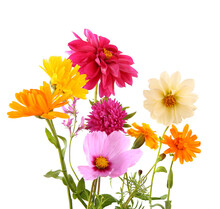 Arrangement Of Mixed Garden Flowers Isolated On White Background. Colorful Blossom Of Calendula, Dahlia Mignon, Aster, Cosmos Flowers.