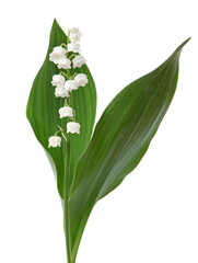 Poster - Brins de muguet avec feuilles