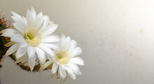 Two Big Bright Cactus Flowers On A White Background. Selective Focus.