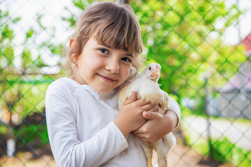 Wall Mural - The child in the chicken coop feeds the hens. Selective focus.