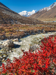 Wall Mural - view to mountain river in valley from red bush in Nepal in sunny day