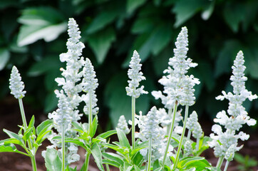 Sticker - Beautiful white flowers in Centennial Park botanical garden Sydney, Australia.