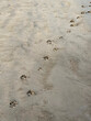 Dog footprints in the sand of the sea