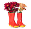 © Pixel-Shot - Rubber boots and beautiful autumn flowers on white background