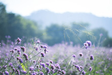Violet Verbena Field. Flower Background
