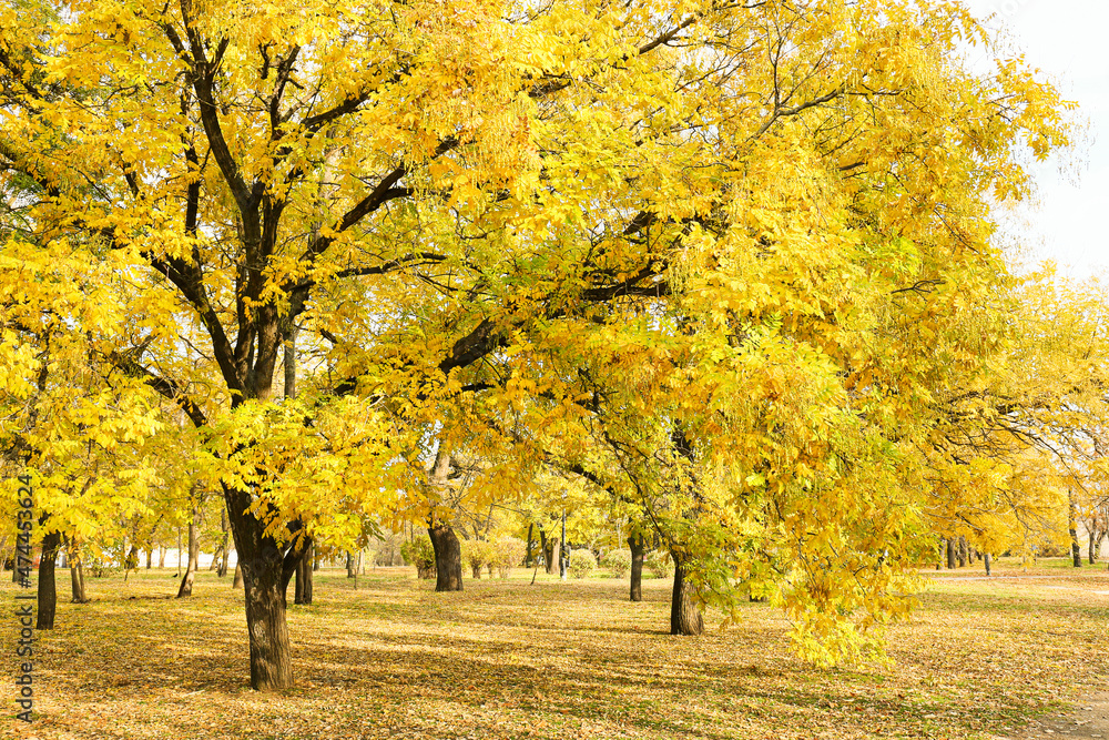 Beautiful trees and fallen leaves in autumn park