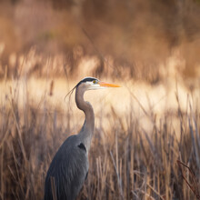 Close Up View Of Great Blue Heron In Marsh