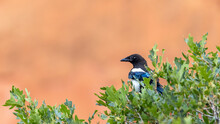 The Black-billed Magpie, Also Known As The American Magpie On The Tree
