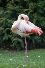 Wall Mural - Flamingo