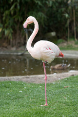 Wall Mural - Flamingo