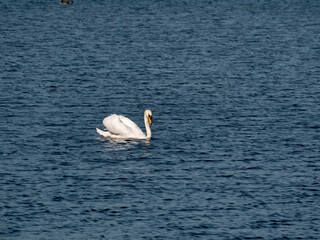 Poster - Der Schwan