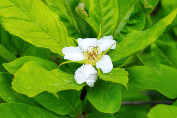 Sticker - Mispel Blüte am Baum im Frühling - common Medlar blossoms on tree in