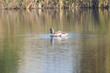 Young swan swimming on lake closeup view with selective focus on foreground