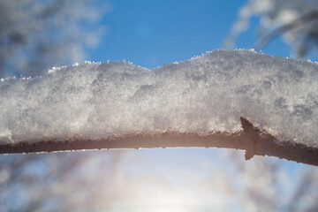 Poster - branch with snow