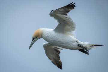 Aufkleber - Looking up at the underneath of a northern gannet in flight. There is a clear blue sky in the background