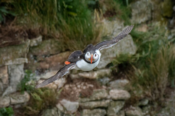 Aufkleber - A close up of a puffin in flight. It is looking directly at the camera and the cliff face is in the background