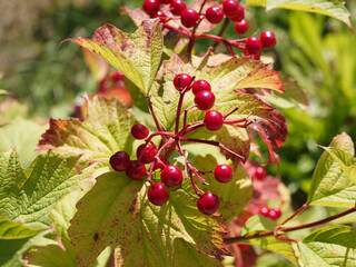 Poster - Viburnum opulus | Petit arbuste viorne obier ou aubier aux grappes de baies rouges et brillantes dans un feuillage trilobé, vert et rouge lie-de-vin en automne