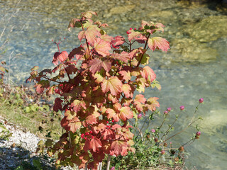 Poster - Viorne obier (Viburnum opulus). Petit arbuste décoratif aux baies rouges et au feuillage vert à rouge lie-de-vin en automne dans une haie le long d'un cours d'eau