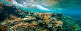 Underwater coral reef on the red sea