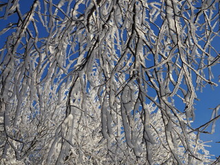 Wall Mural - beautiful tree branches covered with snow against the blue sky on a bright Sunny winter day