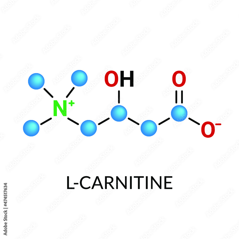 L-carnitine, Carnitine molecule model stock illustration Stock Vector |  Adobe Stock