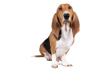 Wall Mural - French basset artesien normand puppy sitting and seen from the front isolated on a white background