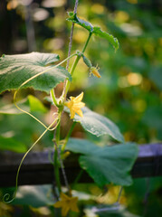 Poster - Cucumber with yellow flowers. Macro juicy fresh cucumber close-up on a background of leaves