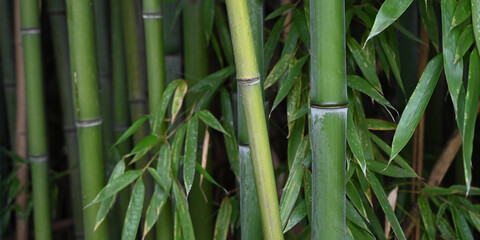  Banner size photo of bamboo plants in a garden as a background