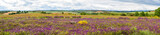 Fototapeta Kosmos - Beautiful countryside landscape with colorful springtime, mauve Lavandula stoechas flowers, yellow heather and scattered trees