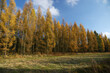 Żółty las jesienią i niebo