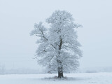 Fototapeta Fototapety do pokoju - Samotne drzewo zimą. Gałęzie pokryte warstwą śniegu. Widok jest niewyraźny z uwagi na intensywnie padający śnieg.