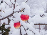 Fototapeta  - Zima w sadzie. Czerwone jabłka na gałęzi drzewa, pokryte warstwą śniegu.