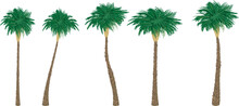 Palm Trees With Various - Vector Illustration