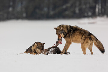 Wall Mural - gray wolf (Canis lupus) two wild males feasting on captured prey