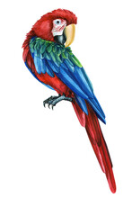 Red Bird, Parrot Macaw, Isolated White Background, Hand Painted Watercolor Illustration