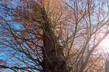 Wall Mural - metasequoia glyptostroboides or dawn redwood tree with autumn colored red leaves