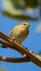 Wall Mural - Common Chiffchaff bird perched on a branch among trees ( Phylloscopus collybita )
