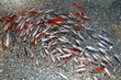 School of multi-colored koi fish in a pond