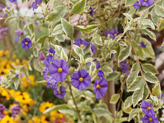 Canvas Print - Lycianthes rantonnetii Variegata' | Arbre à gentiane ou buisson à patates bleues, arbuste à rameaux souples et retombant au feuillage panaché de vert et jaune-crème à floraison bleu-violet