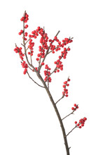 Berry Holly Or Ilex Twig For Christmas Decoration. Bright Red Winterberries, Isolated On White Background. Latin Name- Ilex Verticillata.