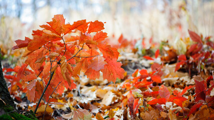 New tree sprout on old Tree Trunk, New life in forest on Oak Tree. small tree with red autumn leaves. autumn season in the park, natural background. delicate pink leaves in sunlight