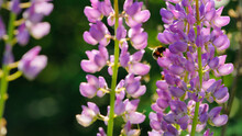 Lupins. Bumblebee And Pink Forest Flower. Hot Summer In Nature, Among Flowers And Herbs. Fresh Air. Bumblebees And Bees. Big Bumblebee Flies On Spring Bloom. Beautiful Blurred Green Background