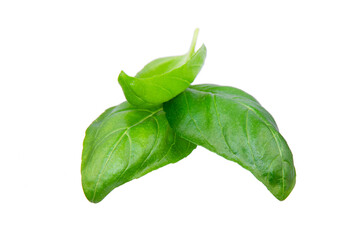 Wall Mural - Basil leaves isolated on white background