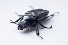 Hornless Female Stag Beetle. Lucanus Cervus, The European Stag Beetle, Is One Of The Best-known Species Of Stag Beetle Family Lucanidae In Western Europe. Red List.