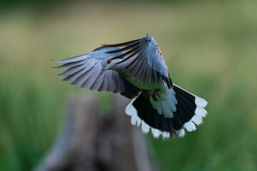 Wall Mural - The European turtle dove (Streptopelia turtur)