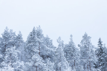 Wall Mural - Trees covered with hoarfrost and snow in winter. Winter forest in Finland...